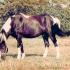 Little Horse â€“ Big Challenge
